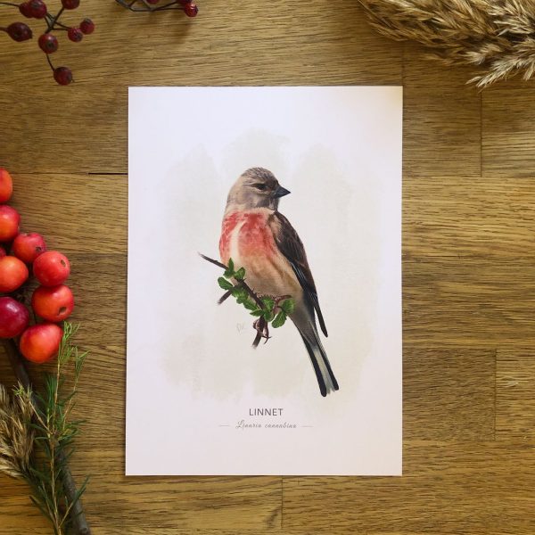 Linnet art print