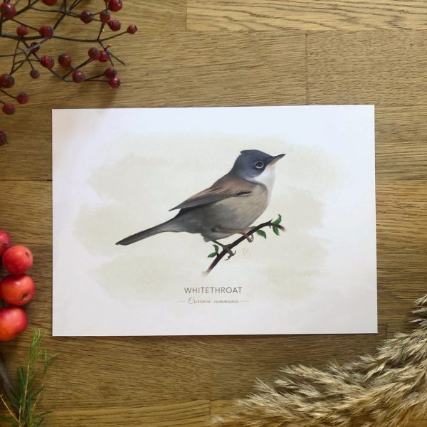 Whitethroat art print