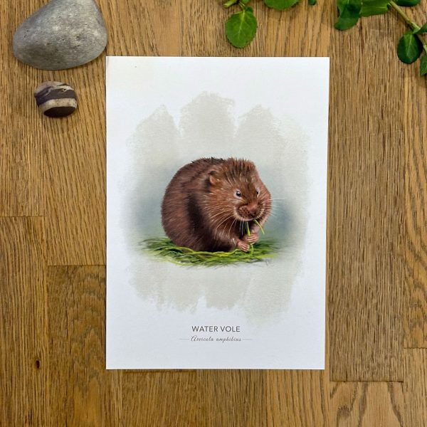Water vole art print