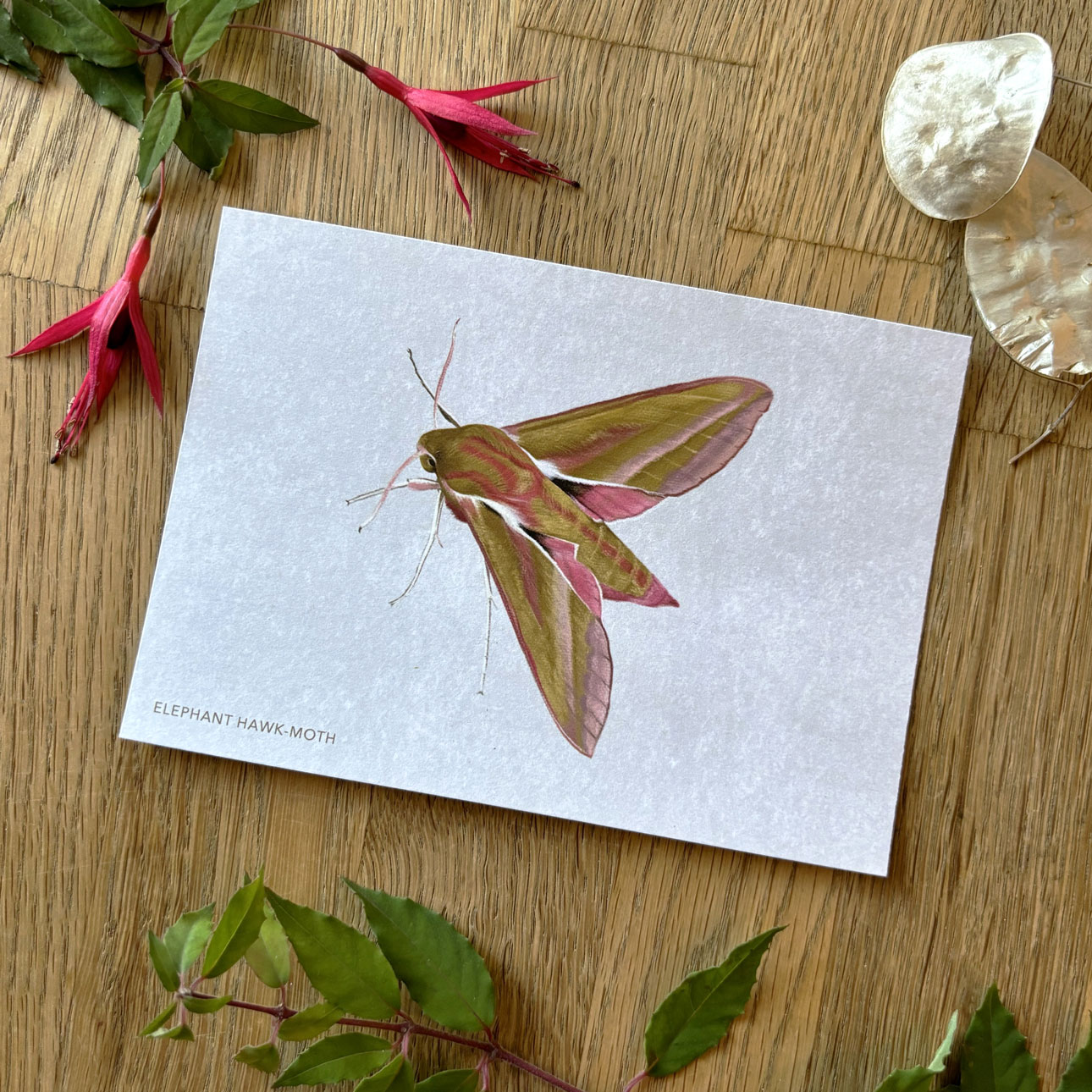 Elephant hawk-moth postcard