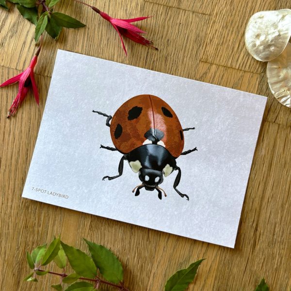 7-spot ladybird postcard